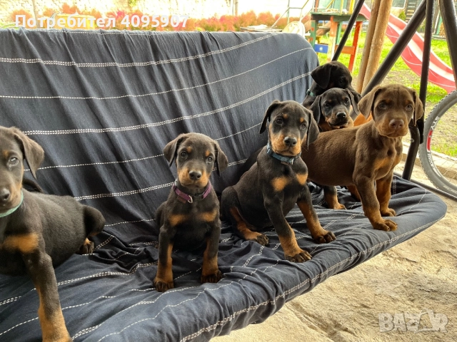 Доберман →
Обява 52353559 Доберман →
Обява 52353559