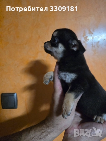 Чихуахуа  →
		Обява 52391990