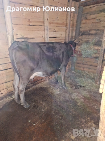 Продавам крава със мляко  →
		Обява 52456736