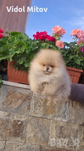 Мини Померан момиче  →
		Обява 52251054 Мини Померан момиче  →
		Обява 52251054