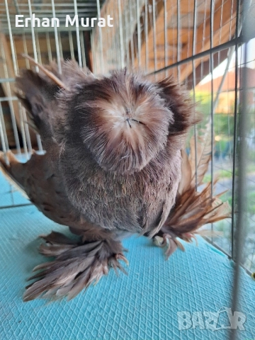 dekorativni gılıbi razlicni vidove
                

                гр. Хасково, Хисаря
                днес

                                    Договаряне