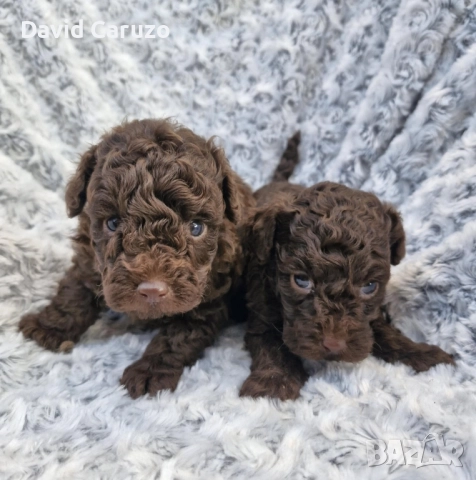 Той Пудел Toy Poodle
                
                гр. Пловдив, Старият град
                днес
                                    1 500 лв 
                    766,94 € Той Пудел Toy Poodle
                
                гр. Пловдив, Старият град
                днес
                                    1 500 лв 
                    766,94 €