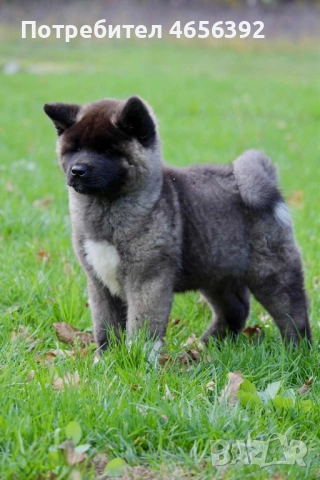 Американска акита →
		Обява 52482565