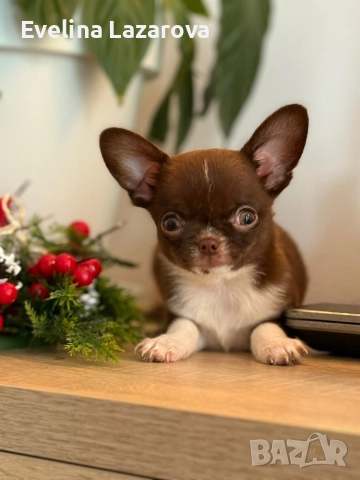 Кученца чихуахуа →
		Обява 52937787