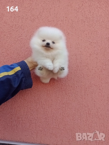 Бял мъжки Померан. Реални снимки от 30.11.25 г.  →
		Обява 52605726