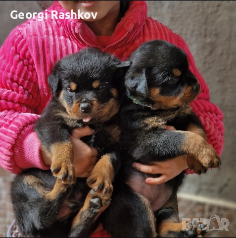 Ротвайлери  →
		Обява 52298947