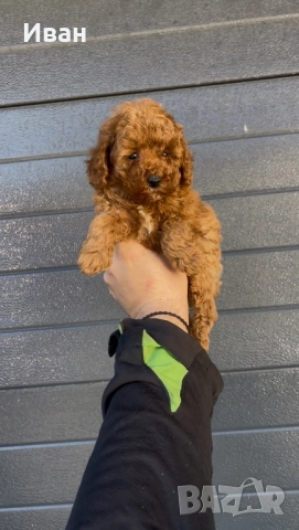 Той пудел →
Обява 52828766 Той пудел →
Обява 52828766