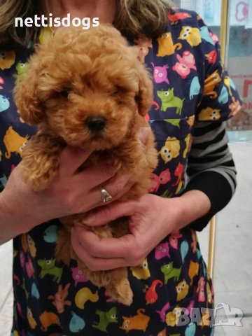 Той Пудели →
		Обява 47377367