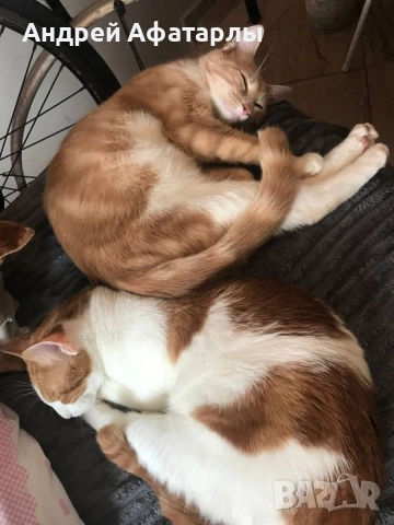 Кастрирани котки →
		Обява 52523156