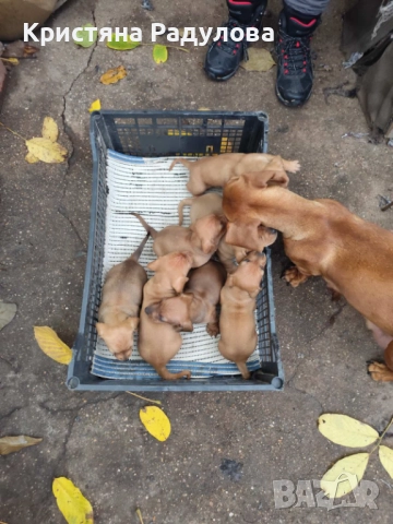 Продават се чистокръвни малки дакелчета. Търсят се хора наистина обичащи животните. →
Обява 49756508 Продават се чистокръвни малки дакелчета. Търсят се хора наистина обичащи животните. →
Обява 49756508