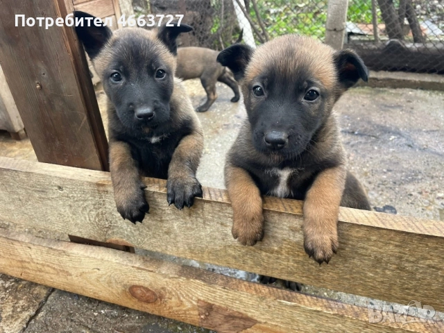 Продавам Белгийски овчарки
                

                гр. София, Левски 1
                днес

                                                            400 лв 
                        204,52 €