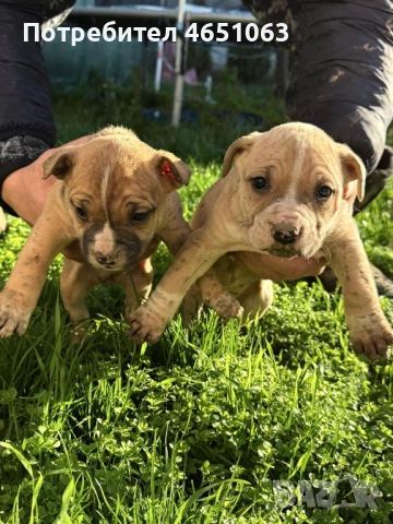 Стафчета →
Обява 52415744 Стафчета →
Обява 52415744