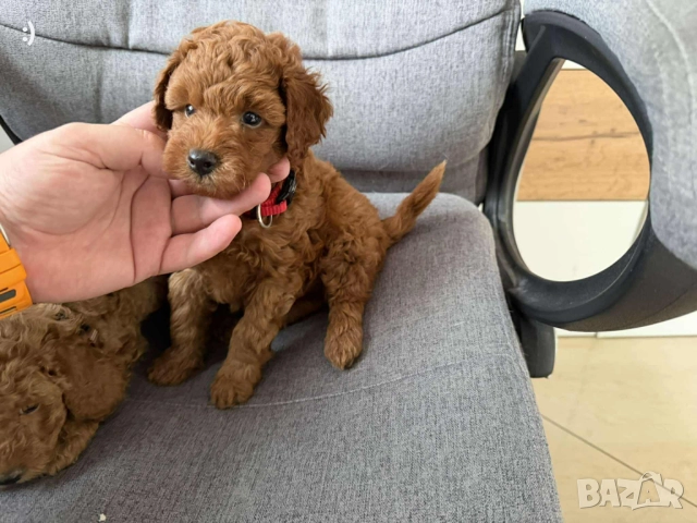 Мини Пудели Актуално от 18.11.2025 →
Обява 52358469 Мини Пудели Актуално от 18.11.2025 →
Обява 52358469