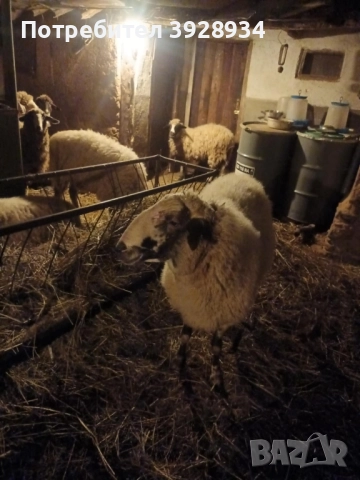 коч за дамазлък →
		Обява 52553806