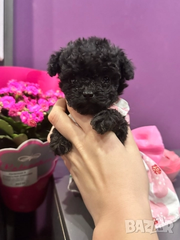 Пудел той
гр. София, Дружба 2
днес
1 300 лв
664,68 € Пудел той
гр. София, Дружба 2
днес
1 300 лв
664,68 €