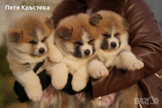 Акита ину бебета →
		Обява 52617139