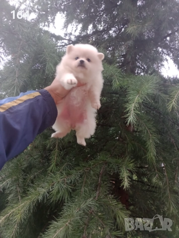 Мъжки и женски Померани. Реални снимки! →
		Обява 52343219