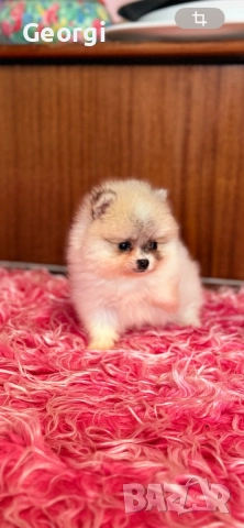 Померан.Померанчета.Померани →
		Обява 52192575