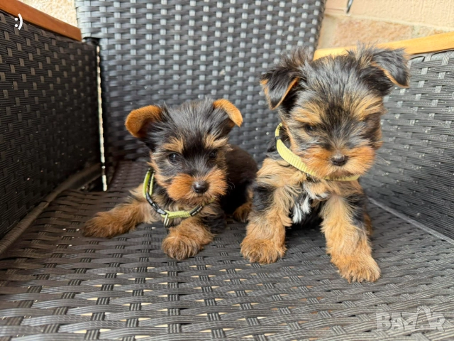 Йоркширски териери Актуално от 27.11.2025
                

                гр. Варна, ХЕИ
                днес

                                                            700 лв 
                        357,90 €