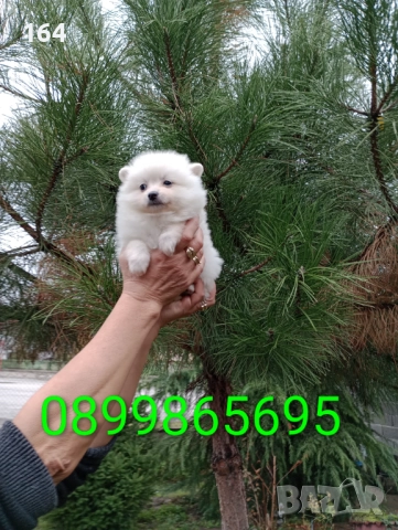 Померани. Бели мъжки и женски кученца. →
Обява 52357275 Померани. Бели мъжки и женски кученца. →
Обява 52357275