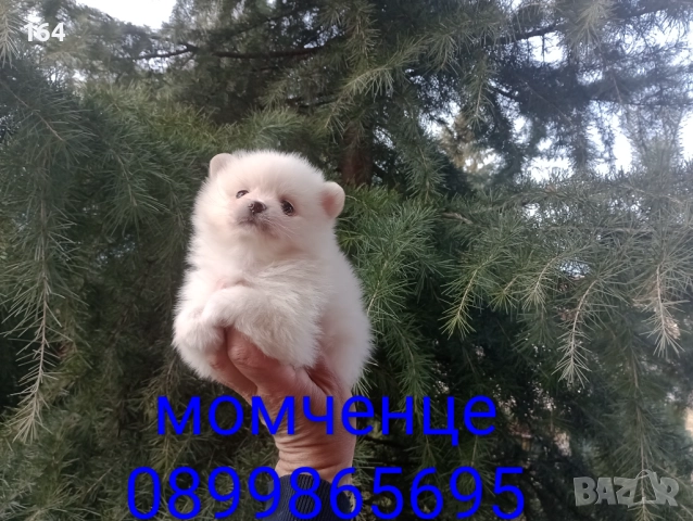 Бели мъжки и женски Померани.  Реални снимки от 02.01.26 г.  →
		Обява 52932932