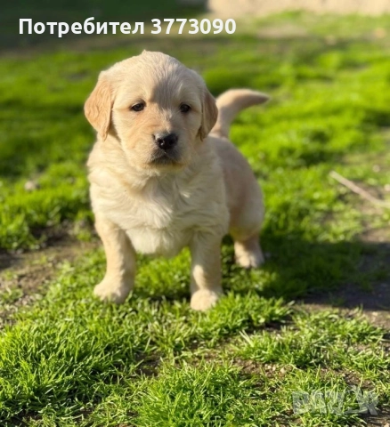 Голдън ретривър кученца  →
		Обява 52494293