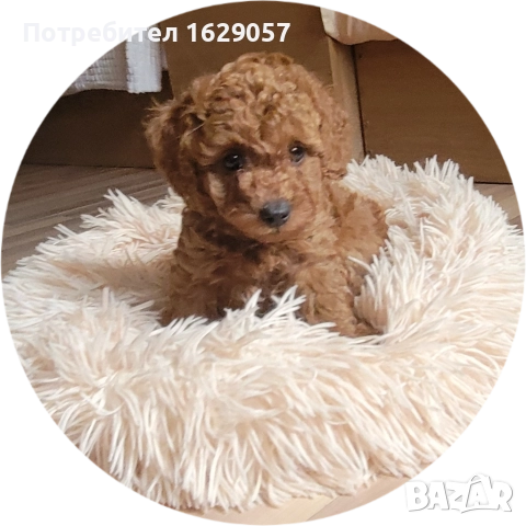 Пудел/Той пудел/Мини пудел 
                

                гр. Пловдив, Индустриална зона – Север
                вчера

                                                            2 100 лв 
                        1 073,71 €