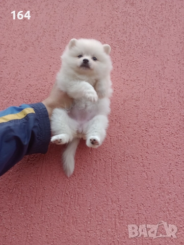 Померани. Реални снимки от 08.11.25 г. →
		Обява 52339269