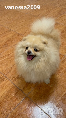 Померани →
Обява 39236008 Померани →
Обява 39236008