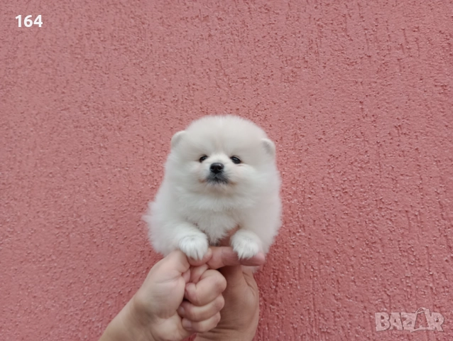 Померан. Бяло женско кученце. →
		Обява 52435627