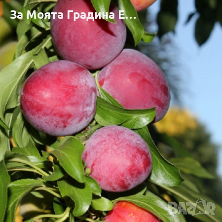 Слива – Анджелино
                

                гр. Разград, Абитрус
                днес

                                                            30 лв 
                        15,34 €