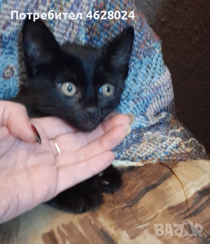 Турски ангорски котенца на 2 месеца →
		Обява 52120657 Турски ангорски котенца на 2 месеца →
		Обява 52120657