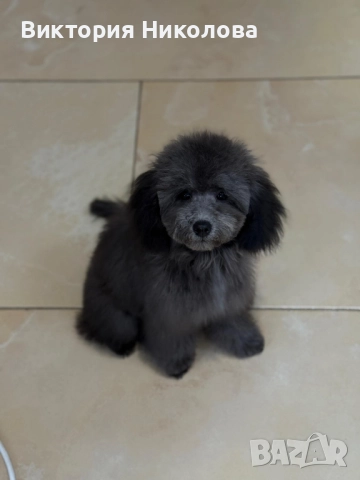 той пудел – Сребърен  →
		Обява 52307679