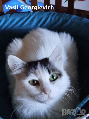 ПОДАРЯВАМ ПУХКАВА КОТКА →
Обява 52361958 ПОДАРЯВАМ ПУХКАВА КОТКА →
Обява 52361958