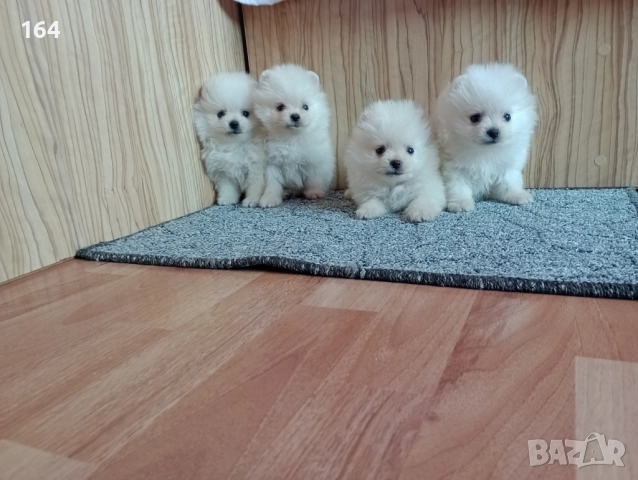 Немски Мини Шпицове! Мъжки и женски. →
		Обява 52357275