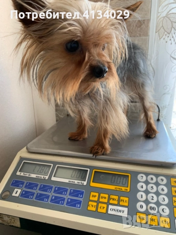 Продавам или за разплод Мини йорки мъжки  →
		Обява 52410818