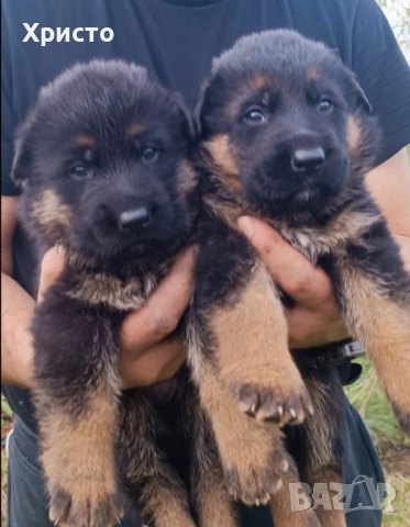 Малки немски овчарки
                

                гр. Пловдив, Кючук Париж
                днес

                                    Договаряне