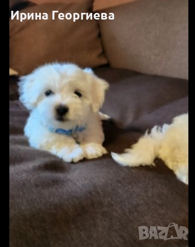 Мини малтийски болонки  →
		Обява 51994631