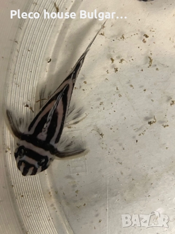 Pleco L046 Hypancistrus zebra / 4броя →
Обява 52321154 Pleco L046 Hypancistrus zebra / 4броя →
Обява 52321154