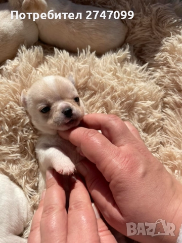 Мини Чихуахуа →
Обява 52341148 Мини Чихуахуа →
Обява 52341148