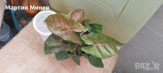 Сингониум (Syngonium) – Maria Allusion 10 лв. →
Обява 52093308 Сингониум (Syngonium) – Maria Allusion 10 лв. →
Обява 52093308