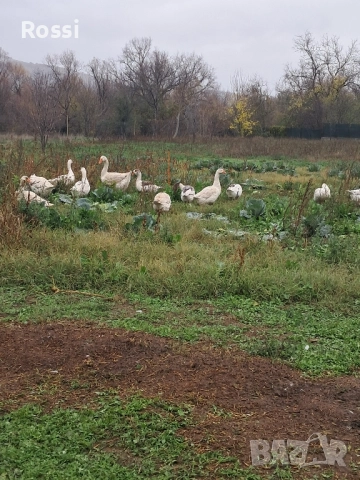 Млади селски гъски
гр. Павликени, Велико Търново
вчера
100 лв
51,13 € Млади селски гъски
гр. Павликени, Велико Търново
вчера
100 лв
51,13 €