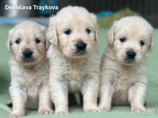 Прекрасни бебета Голдън ретривър →
Обява 52329141 Прекрасни бебета Голдън ретривър →
Обява 52329141