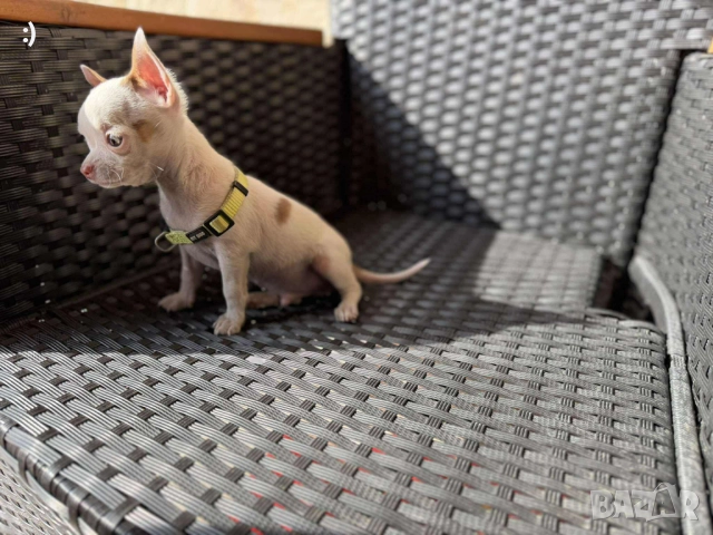 Чихупинчери Актуално от 4.11.2025 →
		Обява 52182976