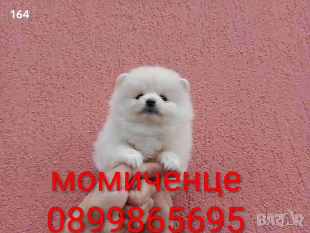 Померан. Момиченце. Реални снимки!
                

                гр. Пазарджик, Запад
                вчера

                                                            800 лв 
                        409,03 €