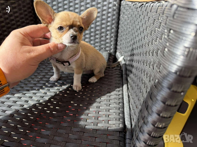 Чихуахуа Актуално от 31.10.2025
                
                гр. Варна, ХЕИ
                днес
                                    550 лв 
                    281,21 € Чихуахуа Актуално от 31.10.2025
                
                гр. Варна, ХЕИ
                днес
                                    550 лв 
                    281,21 €