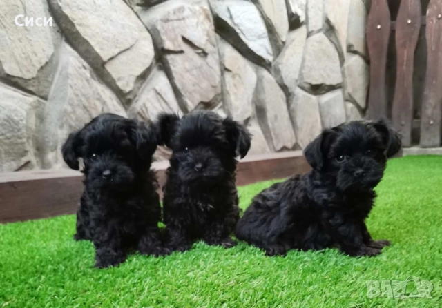 Йоркипу  →
		Обява 52255468