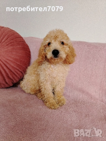 Мини пудел →
		Обява 52302388