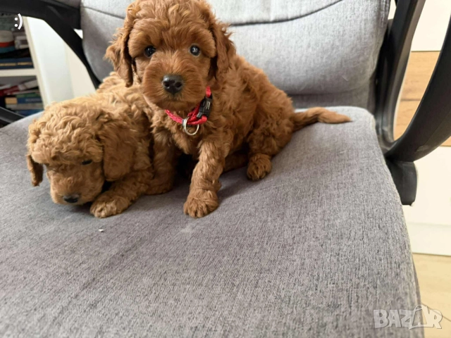 Мини Пудели Актуално от 10.11.2025 →
Обява 52358469 Мини Пудели Актуално от 10.11.2025 →
Обява 52358469