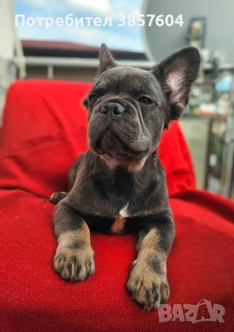 Френски булдог Визуално шоколадово флъфи →
		Обява 51384426